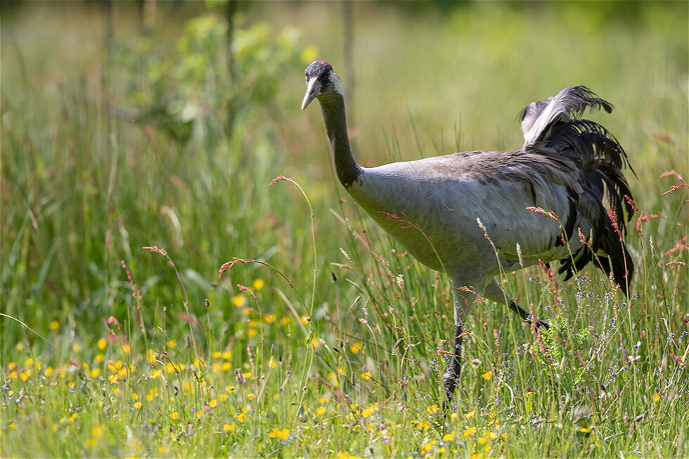 Common Crane (Grus grus)