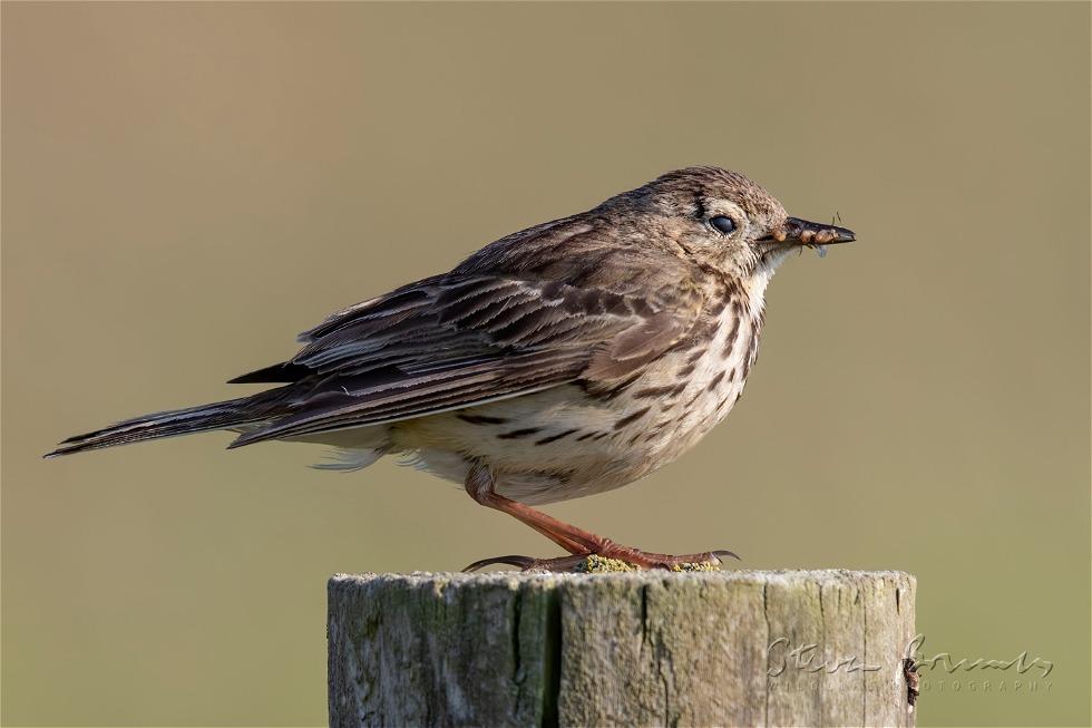 Eurasian Skylark (Alauda arvensis)