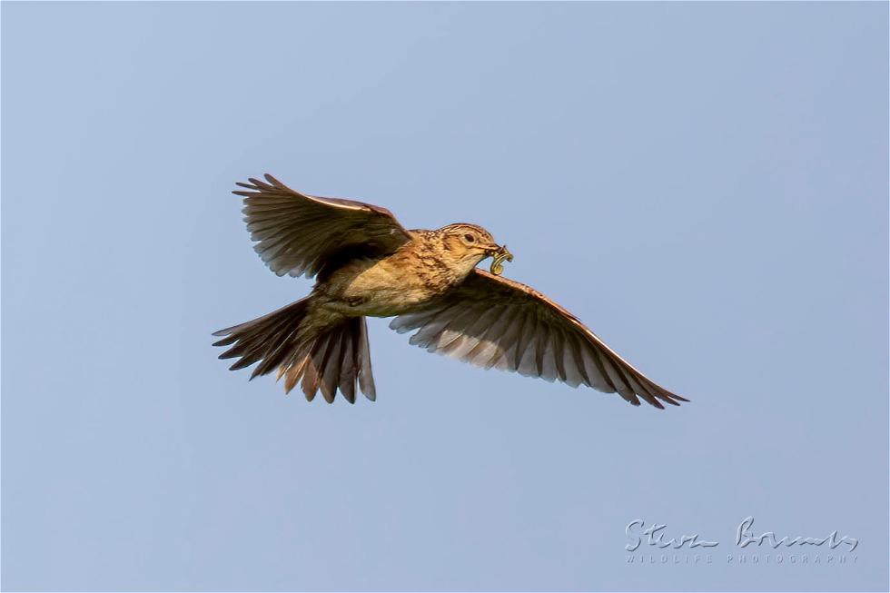 Eurasian Skylark (Alauda arvensis)