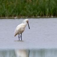 Eurasian Spoonbill