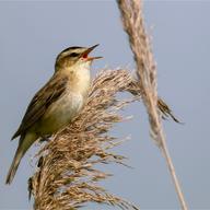 Sedge Warbler