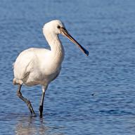 Eurasian Spoonbill