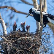 Australian Magpie