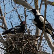 Australian Magpie