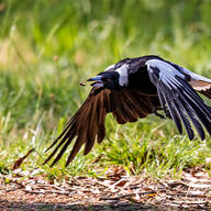 Australian Magpie