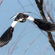 Magpie-lark