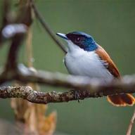 Shining Flycatcher