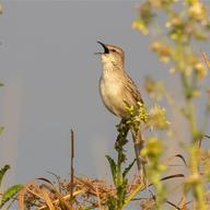 Oriental Reed Warbler