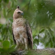 Blyth's Hawk-Eagle