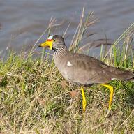 African Wattled Lapwing