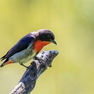 Mistletoebird