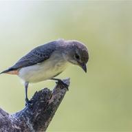 Mistletoebird