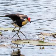 Comb-crested Jacana