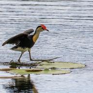 Comb-crested Jacana