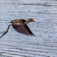 Comb-crested Jacana