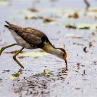 Comb-crested Jacana