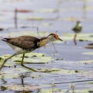 Comb-crested Jacana