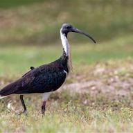 Straw-necked Ibis