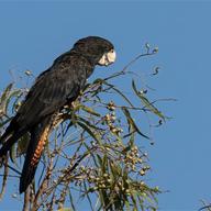 Red-tailed Black Cockatoo