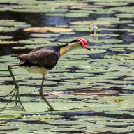 Comb-crested Jacana