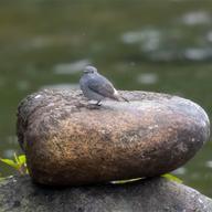 Plumbeous Water Redstart