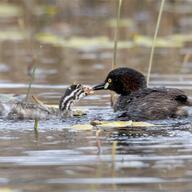 Australasian Grebe