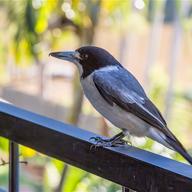 Grey Butcherbird