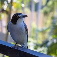 Grey Butcherbird