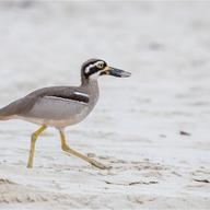 Beach Stone-curlew