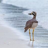 Beach Stone-curlew