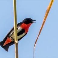 Mistletoebird