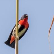 Mistletoebird