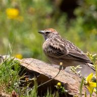 Erlanger's Lark