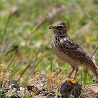 Thekla's Lark