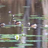 Australasian Grebe