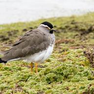 Spot-breasted Lapwing