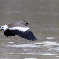 Spot-breasted Lapwing