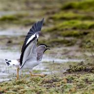 Spot-breasted Lapwing