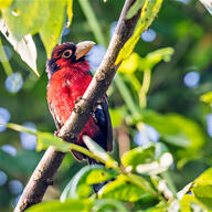 Double-toothed Barbet