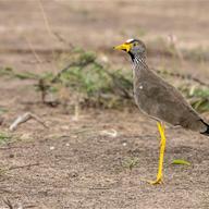 African Wattled Lapwing