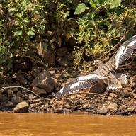 Senegal Thick-knee