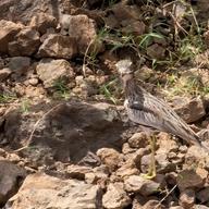 Senegal Thick-knee