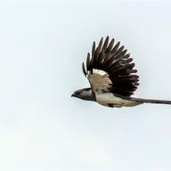 White-bellied Go-away-bird