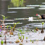 Comb-crested Jacana