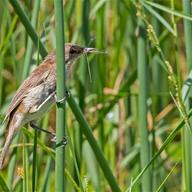 Lesser Swamp Warbler