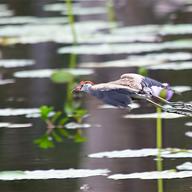 Comb-crested Jacana