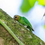 Buff-faced Pygmy Parrot