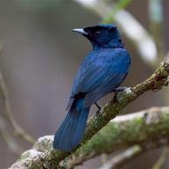 Shining Flycatcher