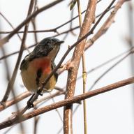 Fire-breasted Flowerpecker