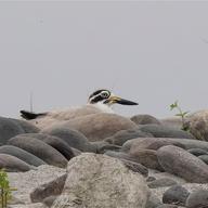 Great Stone-curlew